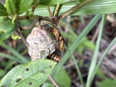 Polistes japonicus
