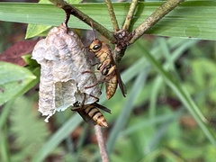 Polistes japonicus