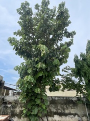 Pterospermum acerifolium