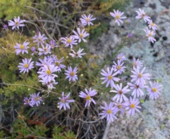 Aster altaicus