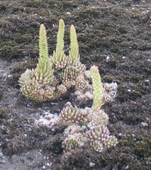 Orostachys spinosa