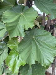 Pterospermum acerifolium