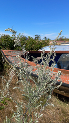 Artemisia absinthium