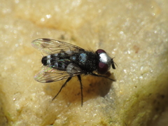 Sphenometopa