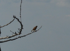 Buteo buteo