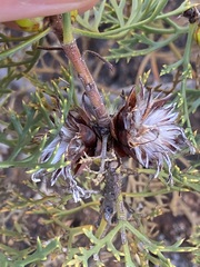 Petrophile striata