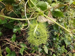Passiflora foetida