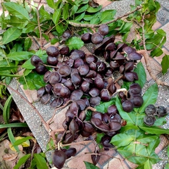 Archidendron jiringa