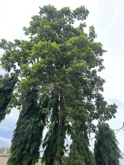 Terminalia bellirica
