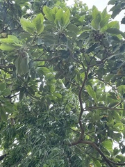 Terminalia bellirica