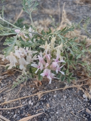 Astragalus succumbens