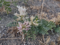 Astragalus succumbens