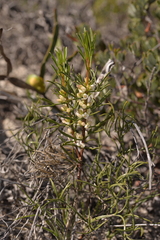 Cyanothamnus ramosus