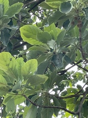 Terminalia bellirica