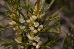 Cyanothamnus ramosus