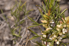 Cyanothamnus ramosus