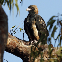 Hamirostra melanosternon