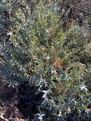 Banksia catoglypta