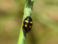 Cryptocephalus octoguttatus