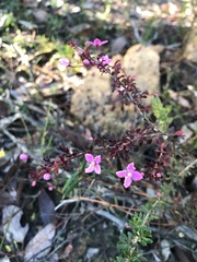 Boronia gracilipes