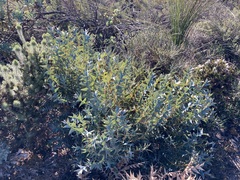 Banksia catoglypta