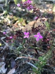Boronia gracilipes