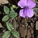 Vigna vexillata youngiana - Photo (c) Russell Cumming,  זכויות יוצרים חלקיות (CC BY-NC), הועלה על ידי Russell Cumming