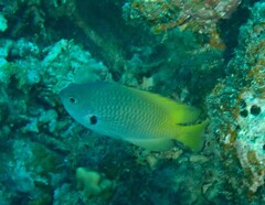 Pomacentrus nigromarginatus