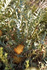 Banksia catoglypta