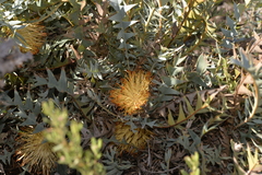 Banksia catoglypta