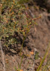 Thelymitra apiculata