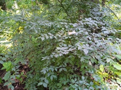 Euonymus verrucosus