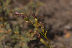 Thelymitra apiculata