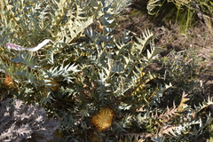 Banksia catoglypta