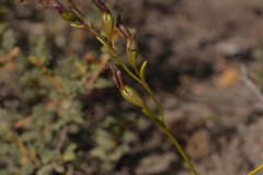 Thelymitra apiculata