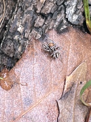 Habronattus clypeatus