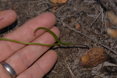 Thelymitra apiculata