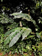 Alpinia malaccensis