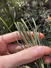 Banksia grossa
