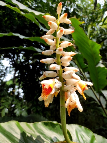 Alpinia malaccensis, photograph 5