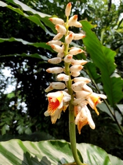 Alpinia malaccensis