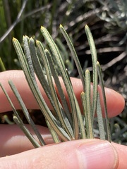 Banksia grossa
