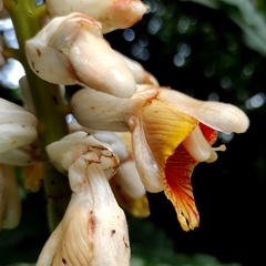 Alpinia malaccensis