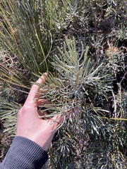 Banksia grossa