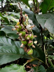 Alpinia malaccensis