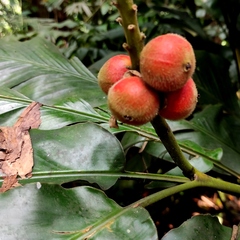 Alpinia malaccensis