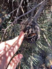Banksia grossa