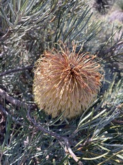 Banksia grossa