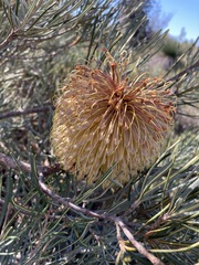 Banksia grossa