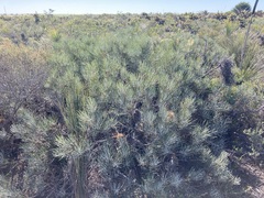 Banksia grossa